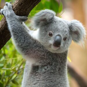 Koala Nexus